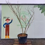 Albízia ružová (Albizia Julibrissin) - výška 250-270 cm, kont. C180L - VIACKMENNÁ